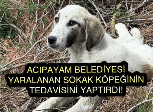 Acıpayam Belediyesi Yaralanan Sokak Köpeği’nin Tedavisi Yaptırdı!