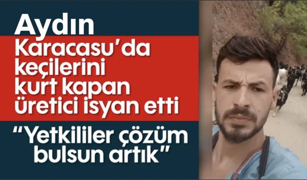 Aydın Karacasu’da Keçilerini Kurda Kaptıran Genç Üretici İsyan Etti: “Böyle Giderse Bırakacağım